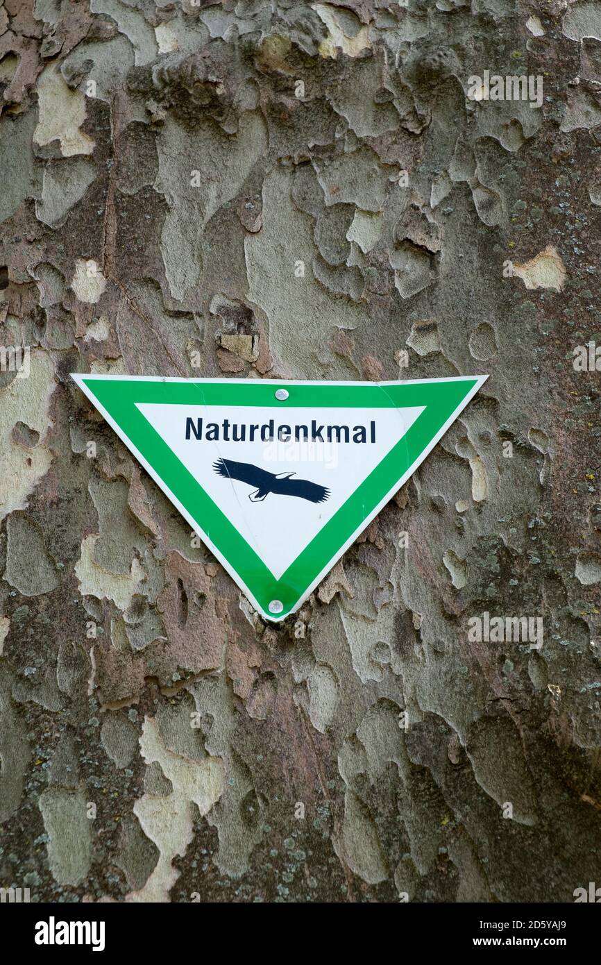 Naturschutzschild an alter Platane Stockfoto