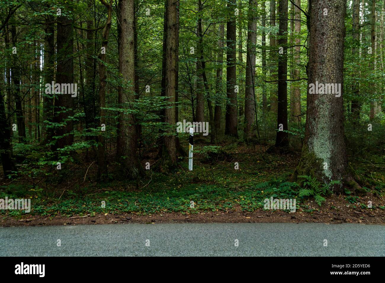 Deutschland, Bayern, nutzlos Marker Post in den Wäldern von Landstraße Stockfoto