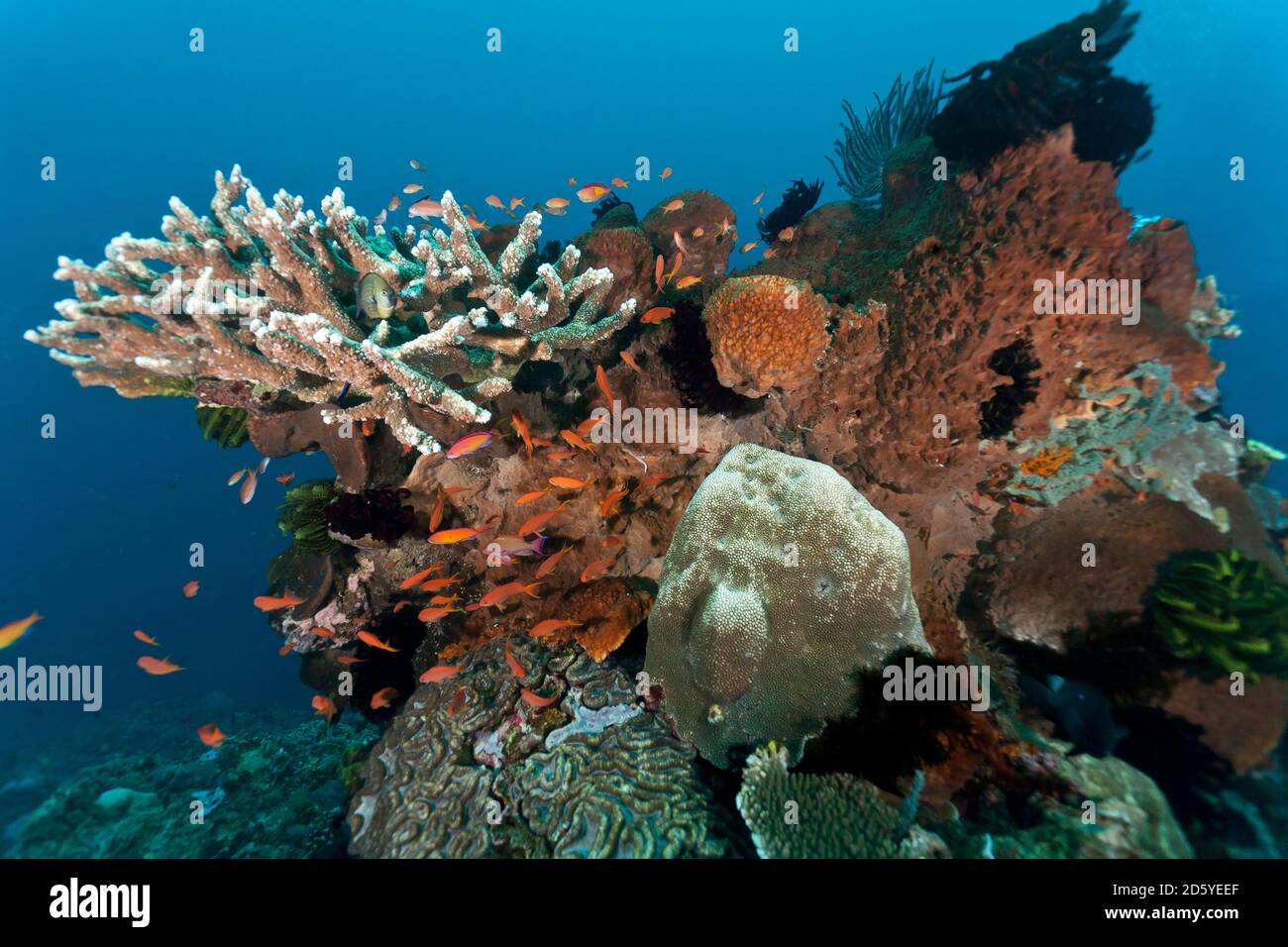 Indonesien, Bali, Nusa Lembongan, LyRetail Anthias, Pseudanthias squamipinnis und Pfirsich-Feenbässe, Pseudanthias dispar Stockfoto