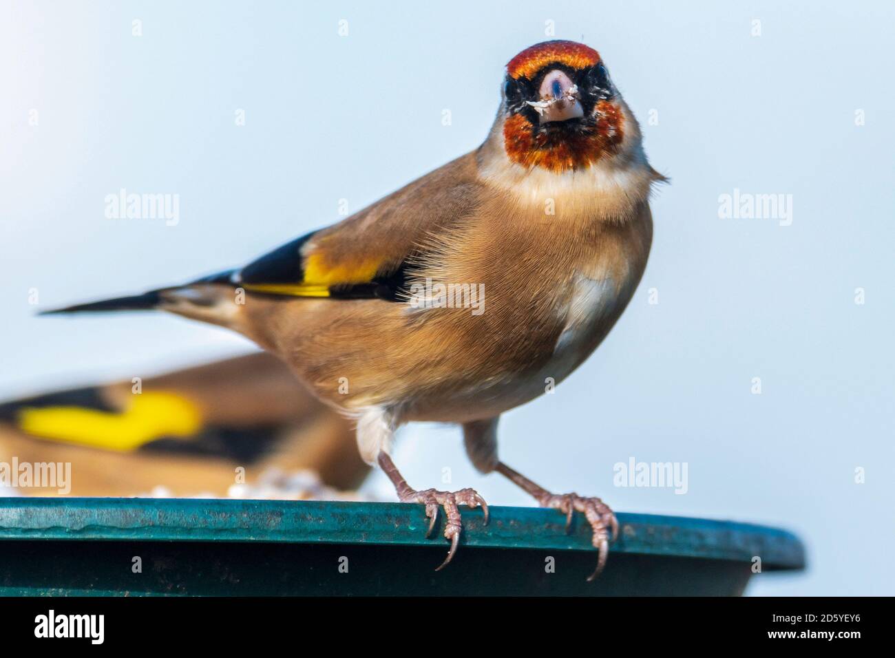 Goldfink. Gemeinsamer Gartenvogel auf einem Vogeltisch. Stockfoto