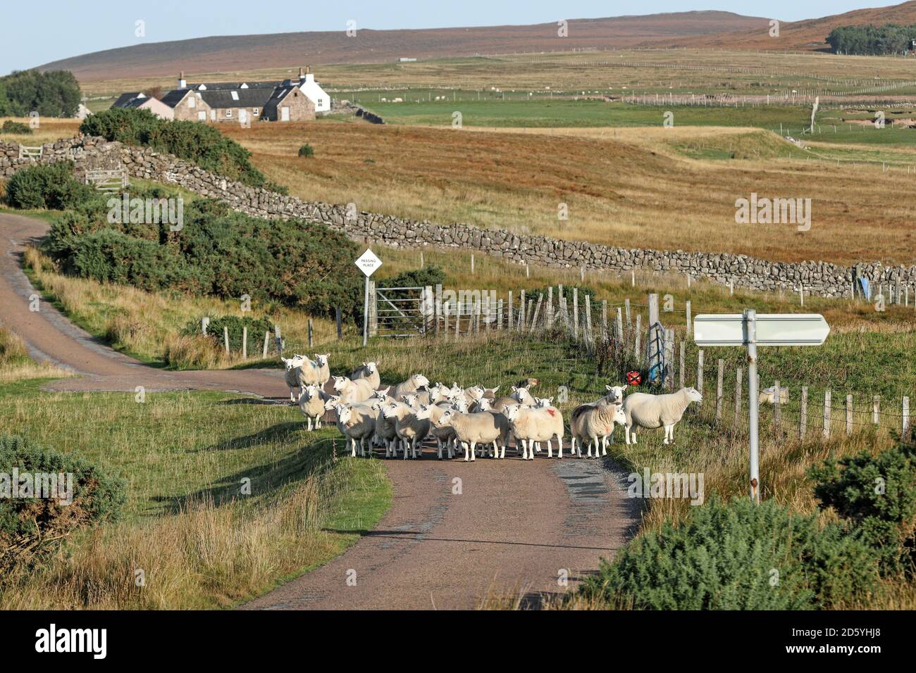 Eine Herde Schafe Blocking eine schmale Straße mit einem Passing Place Schild auf der Coigach Peninsula, Wester, Ross, Northwest Highlands of Scotland, UK Stockfoto