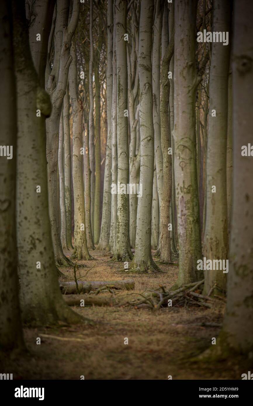 Deutschland, Nienhagen, Baumstämme am Gespensterwald Stockfoto