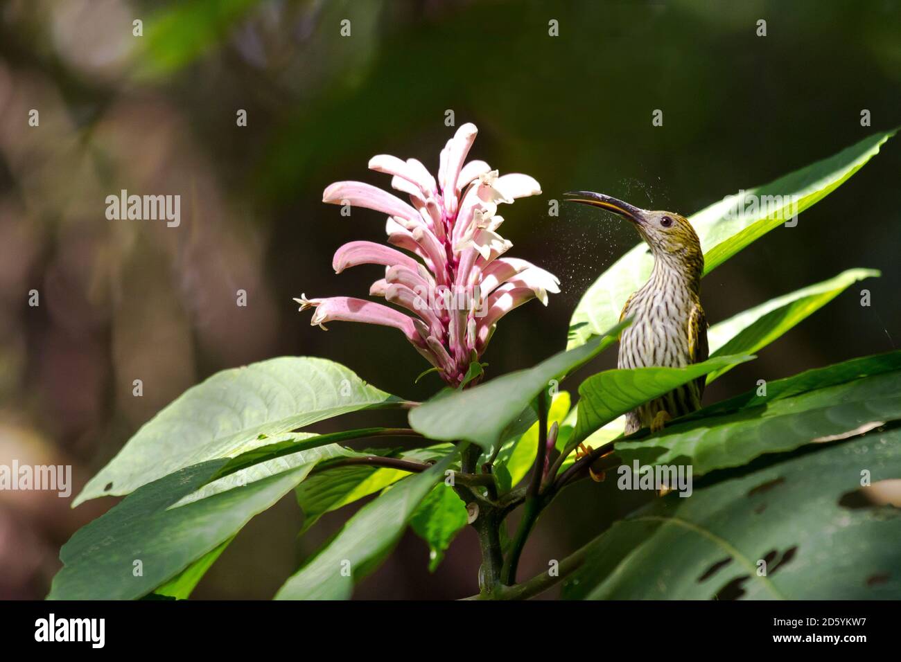 Thailand, Mae Wong National Park, Arachnothera magna, gestreift Spiderhunter trinken Nektar Stockfoto