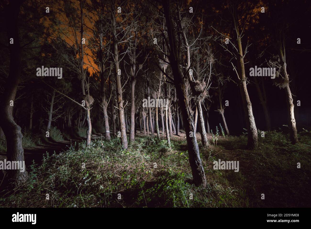 Wald in der Nacht mit einer Taschenlampe beleuchtet Stockfoto