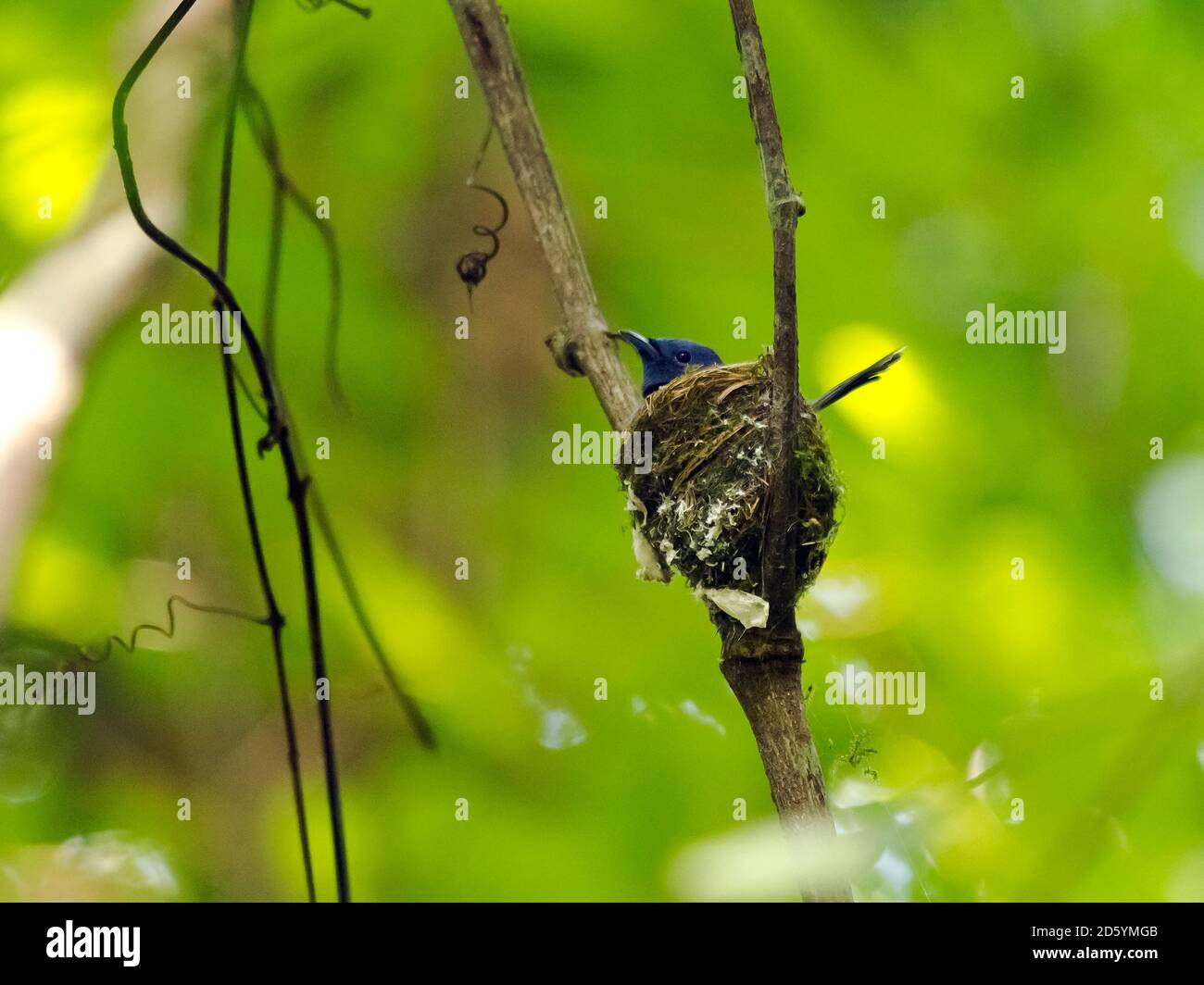 Thailand, Kaeng Krachan, Schwarznapter Monarch im Nest Stockfoto