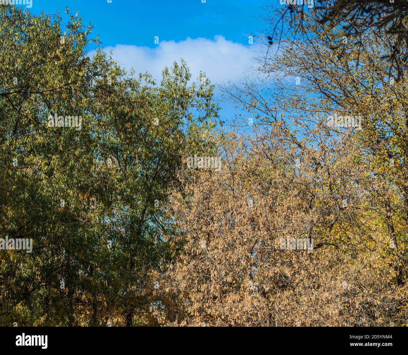 Die Baumspitzen mit Herbstlaub gegen den Himmel. Stockfoto