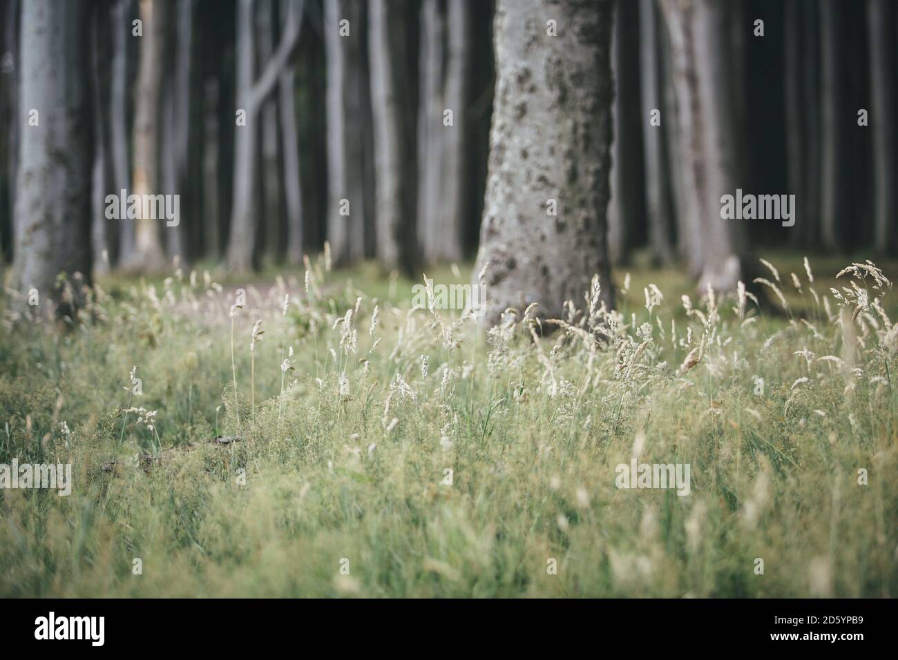 Deutschland, Nienhagen, Rasen vor Gespensterwald Stockfoto