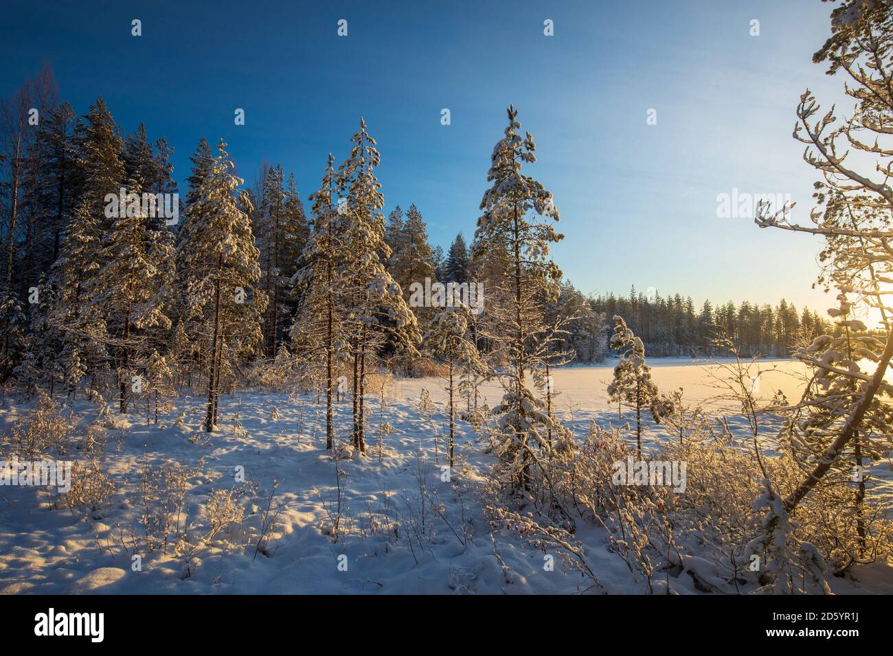 Wintersonnenwende Landschaft eines kleinen Waldsees, Finnland Stockfoto