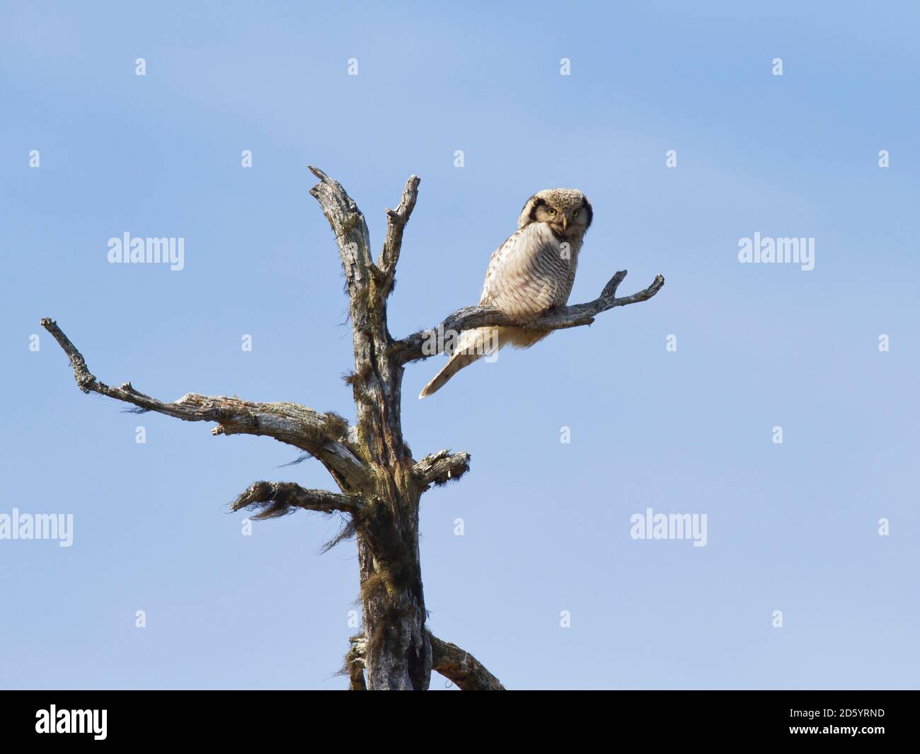 Finnland, Kuhmo, Sperbereule, Surnia Ulula, hocken auf Ast Stockfoto