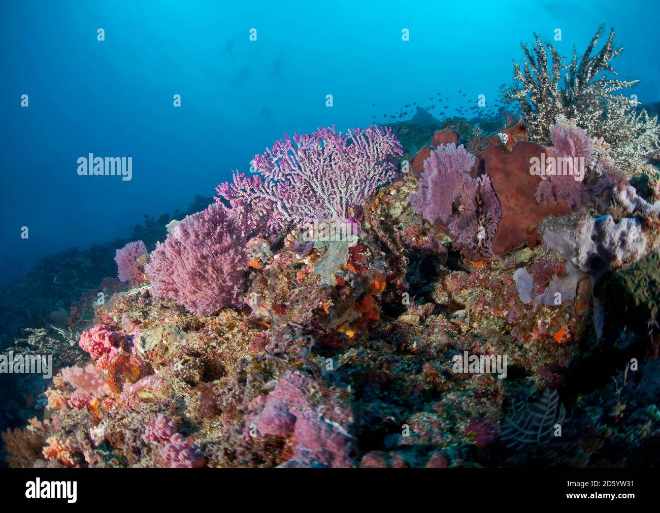 Indonesien, Bali, Nusa Lembongan, Riff mit rosa Meeresfans Stockfoto