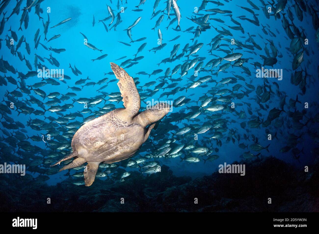 Costa Rica, Cocos Island, grünen Meeresschildkröte schwimmen zwischen Schule für Großaugenthun Makrelen Stockfoto