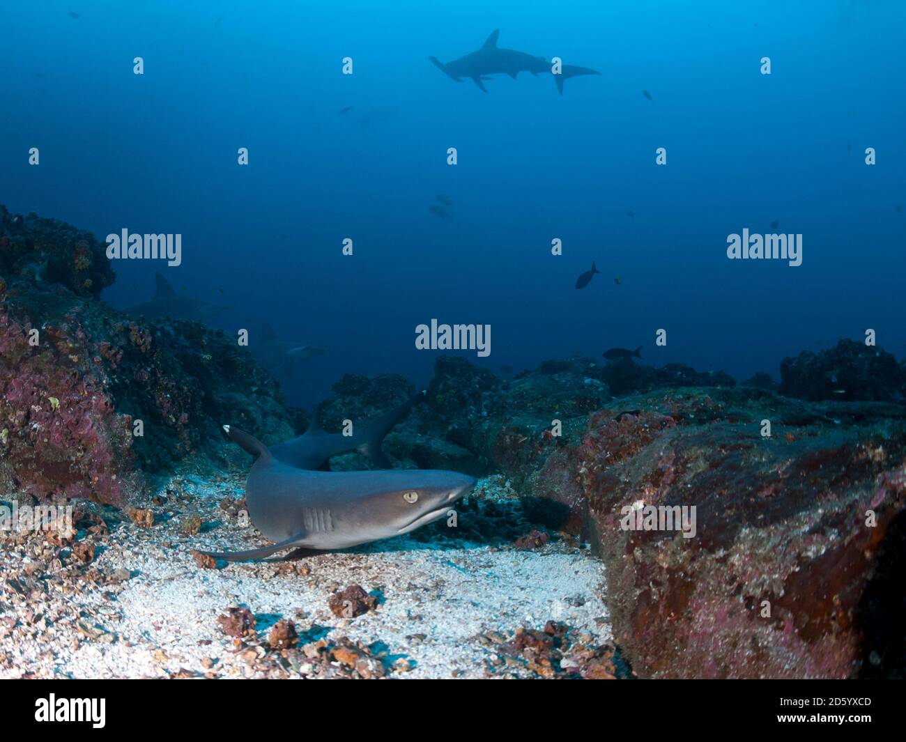 Costa Rica, Weißspitzen-Riffhaie, Triaenodon obesus Stockfoto