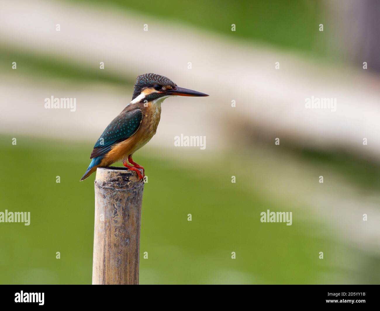 Thailand, Eisvogel, Alcedo atthis Stockfoto