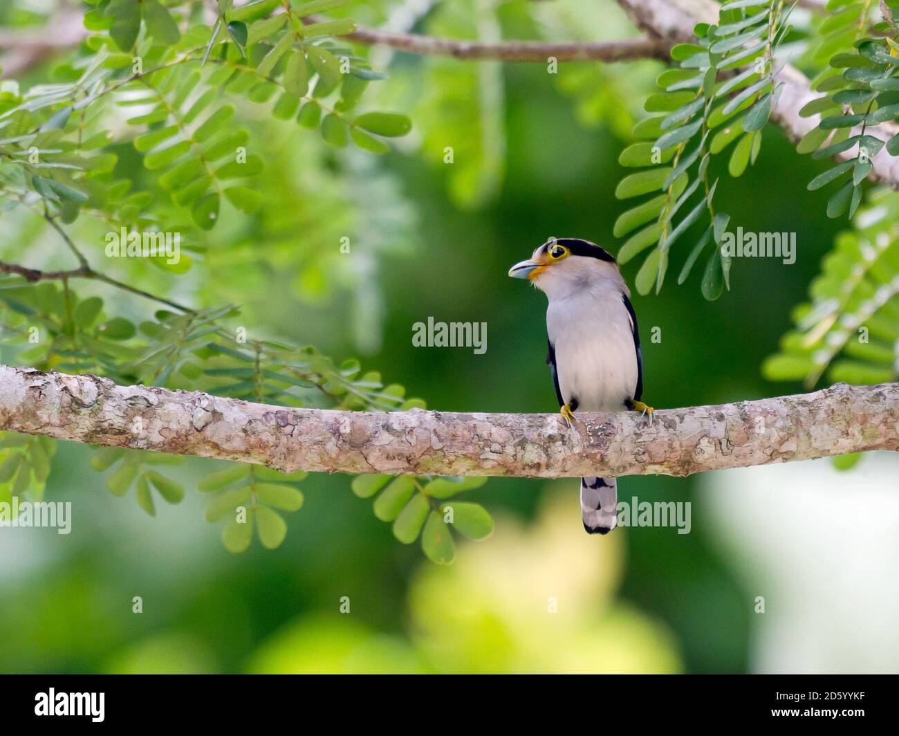 Thailand, Kaeng Krachan, Silberreiher auf Zweig Stockfoto