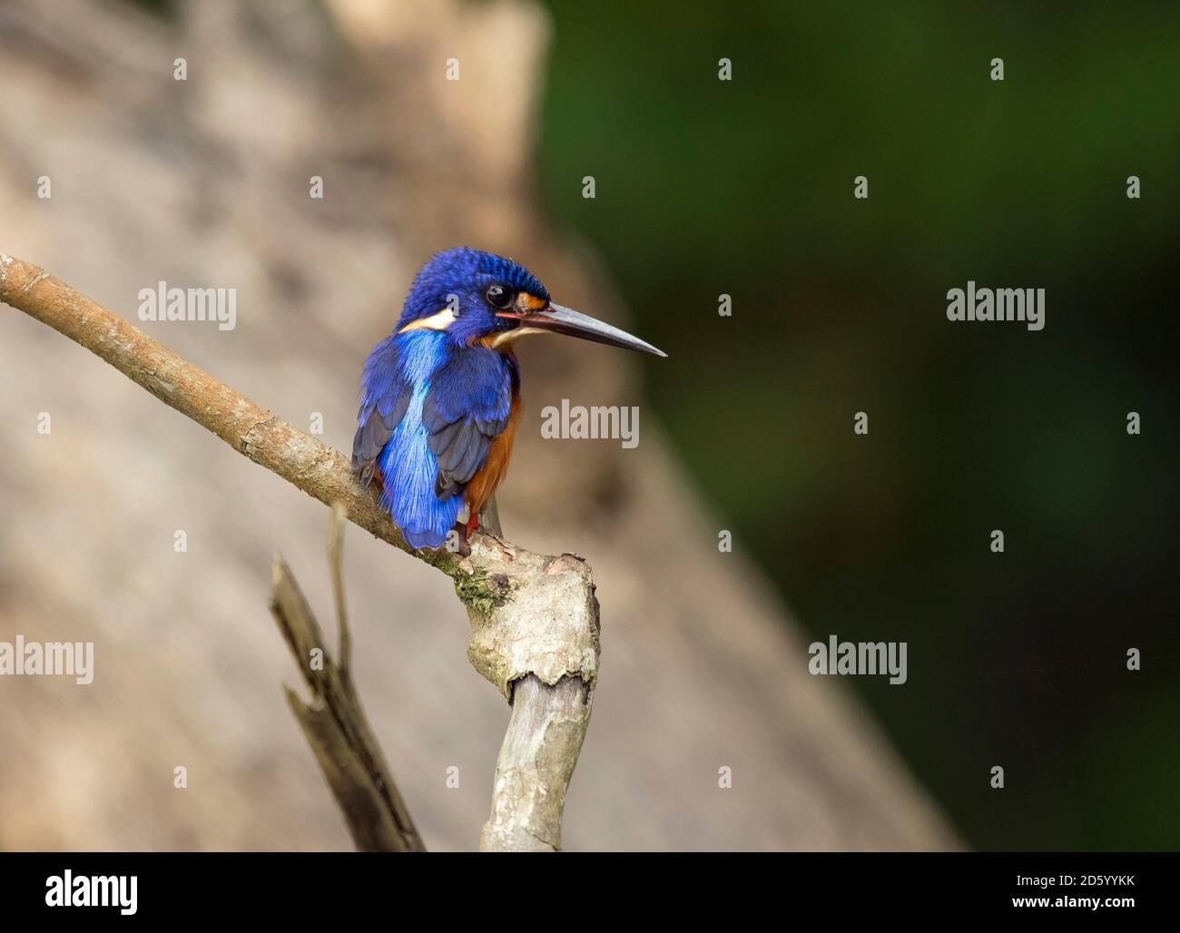 Malaysia, Borneo, Sabah, Kinabatangan-Fluss, Blauohrensieger Stockfoto