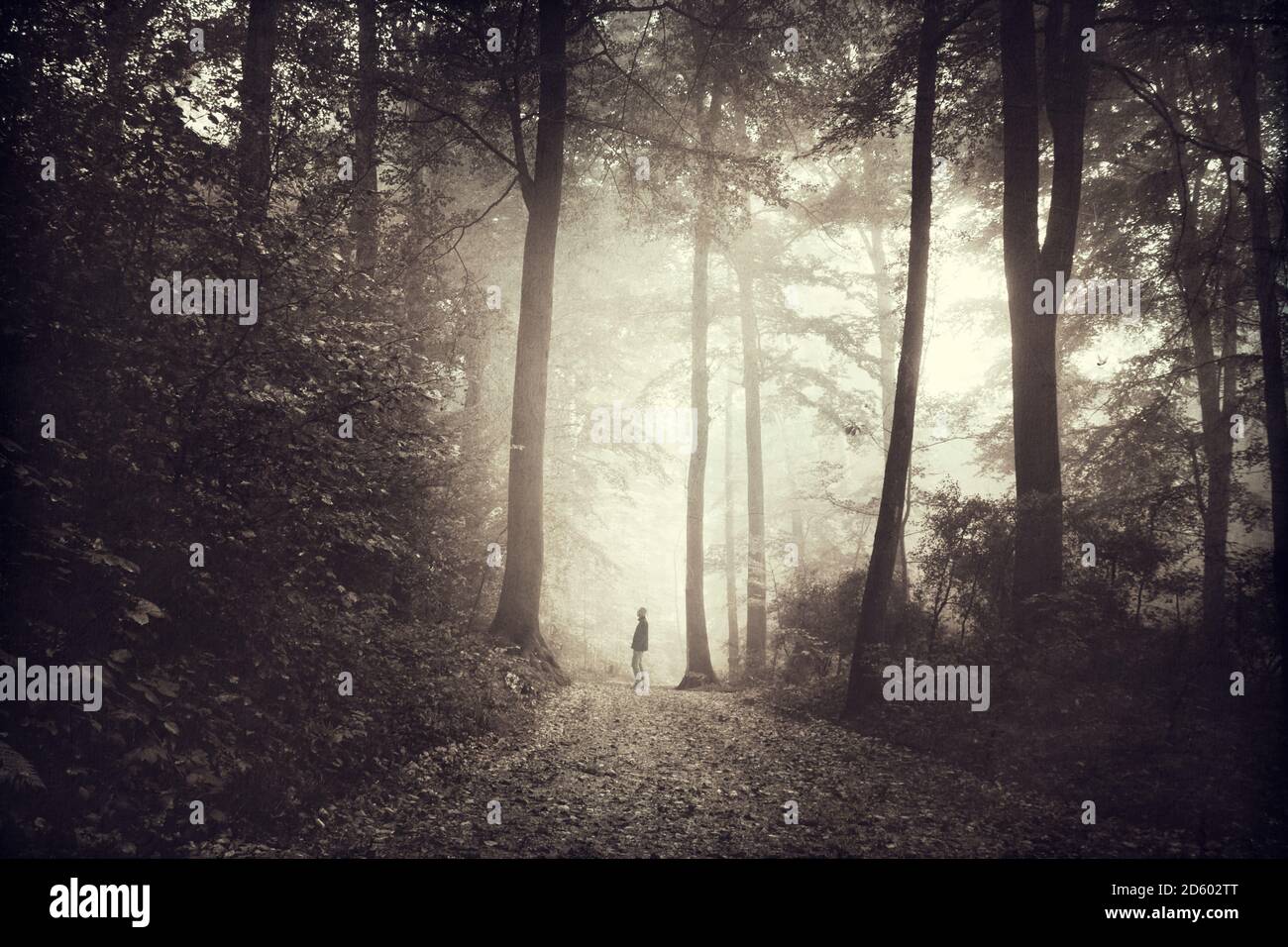 Mann im Wald Pathin am Morgen, digital manipuliert Stockfoto