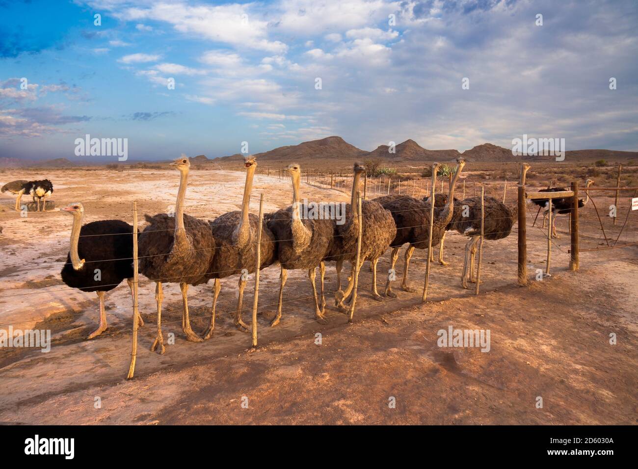 Afrika, Südafrika, Westkap, Straußenfarm Stockfoto