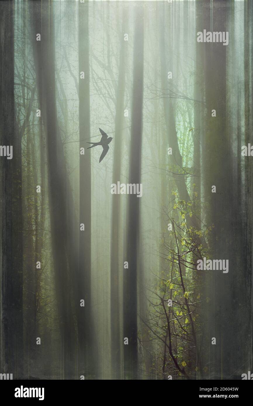 Fliegender Vogel, Wald, digital manipuliert Stockfoto