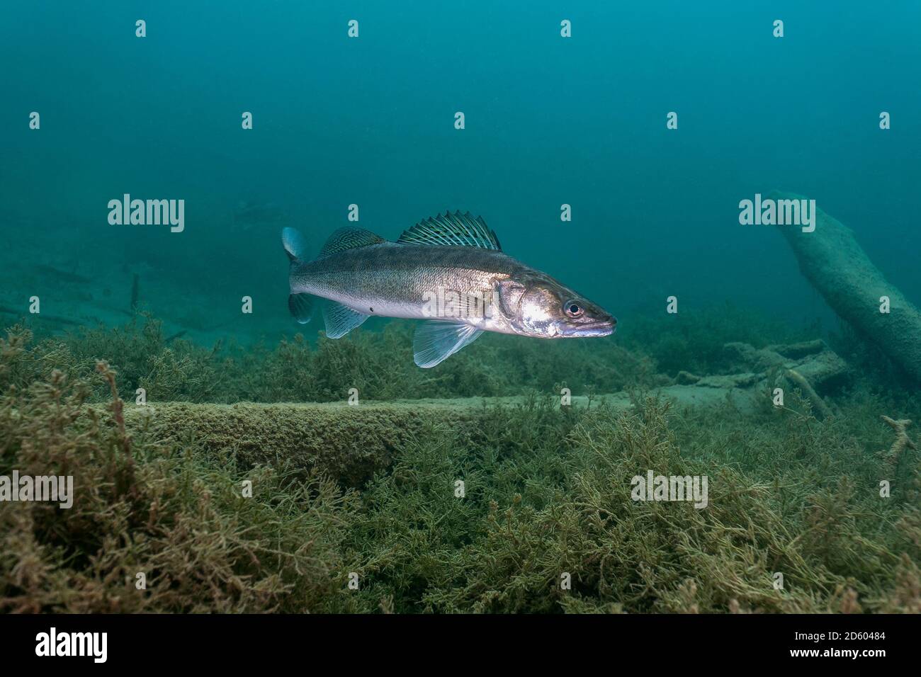 Österreich, Tirol, Zander in Juwel See Stockfoto