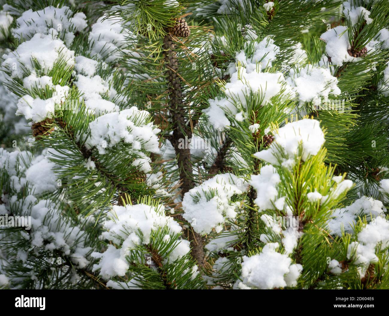 Kiefernbusch und Kiefernzapfen Stockfoto
