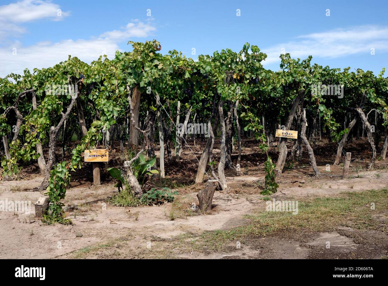 Argentinien, Provinz Mendoza, Maipú, Rebsorte Syrah Rebe Stockfoto