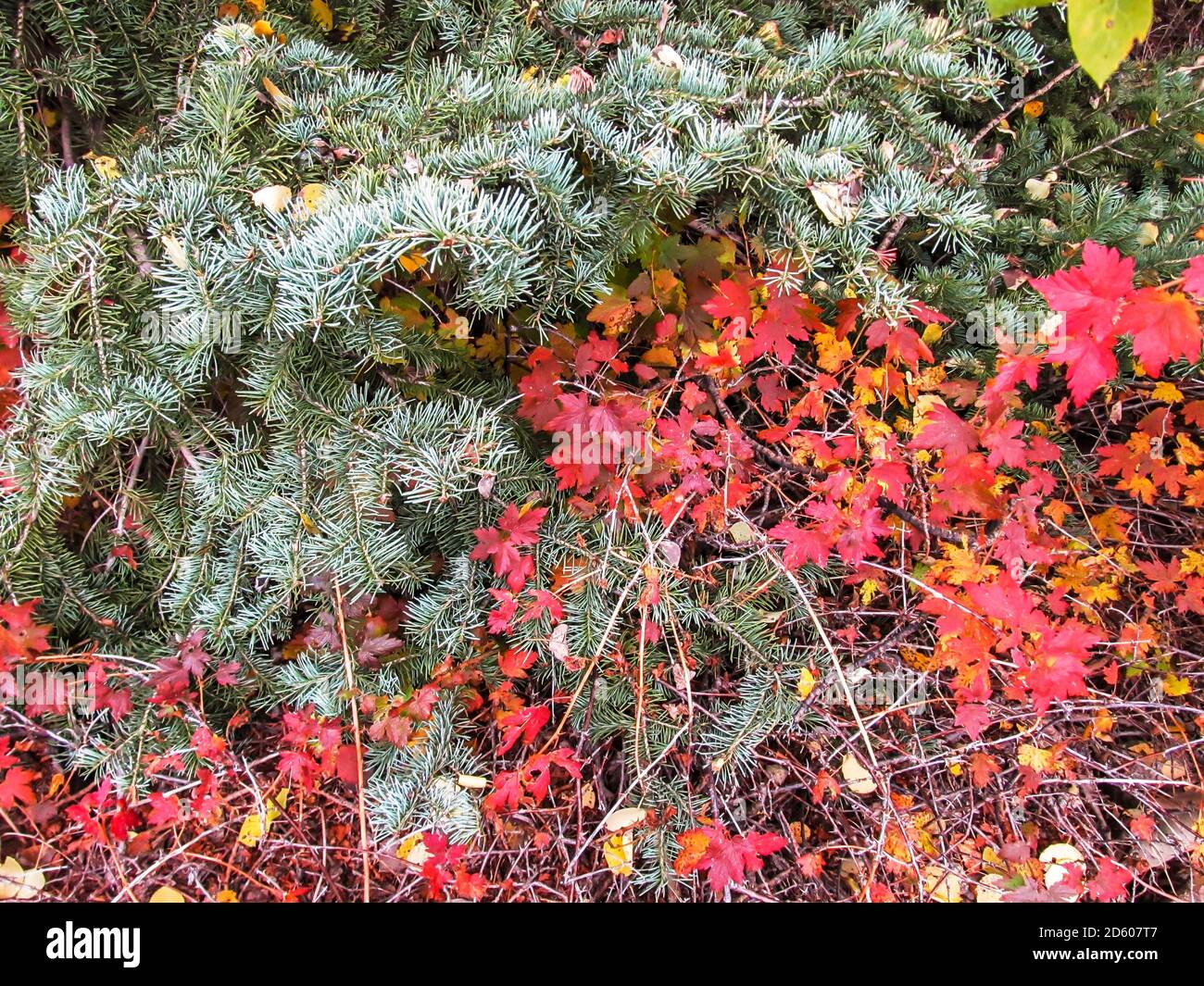 Der Waldboden des Manti-La Sal National Forrest in West-Utah, USA, bedeckt mit den immergrünen Zweigen einer kleinen Weißen Fir, Abies Concoloor, A Stockfoto