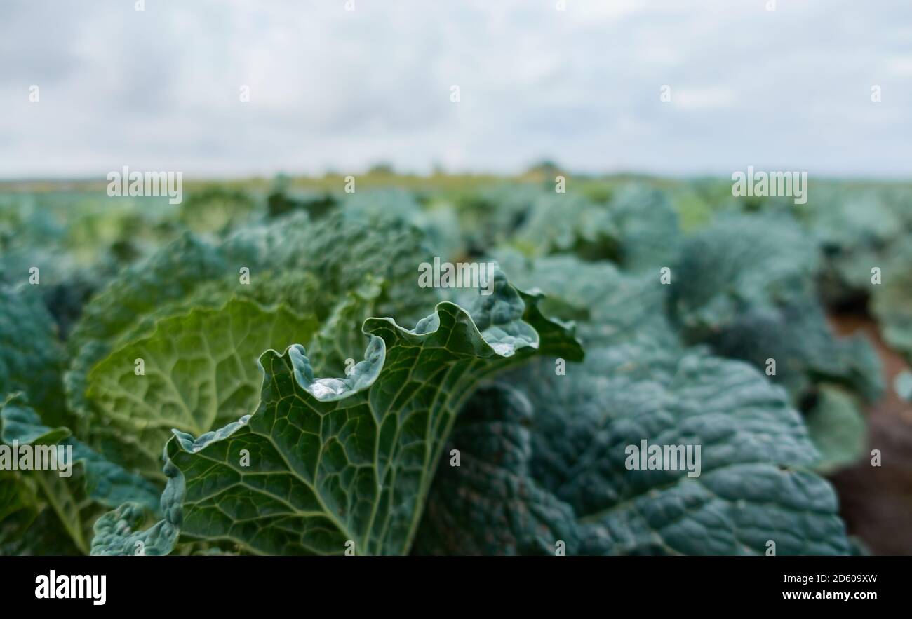 Nahaufnahme von wirsing-Kohl, den Pflanzen, die auf dem Feld wachsen, grauer Himmel. Stockfoto