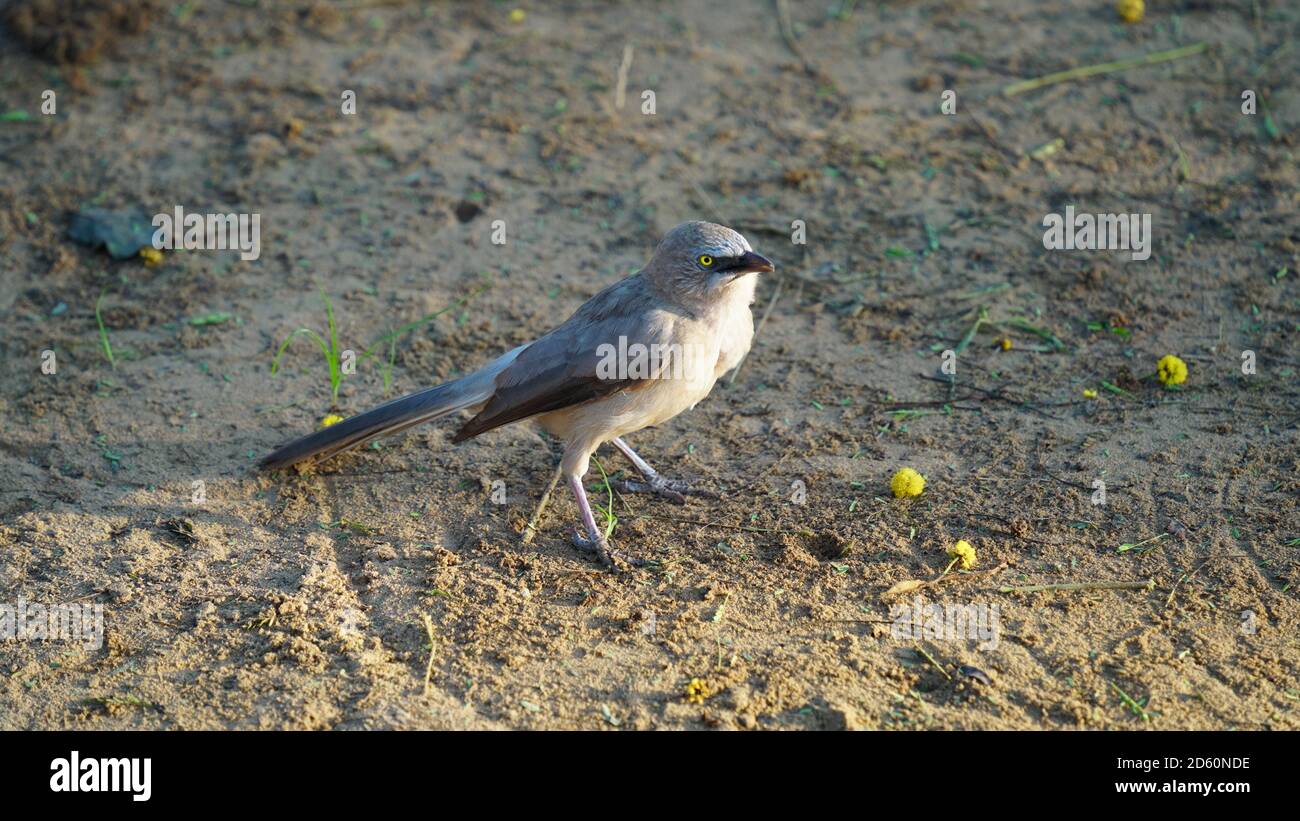 Großer grauer Schwätzer, der auf einem Boden in Nahaufnahme sitzt Stockfoto