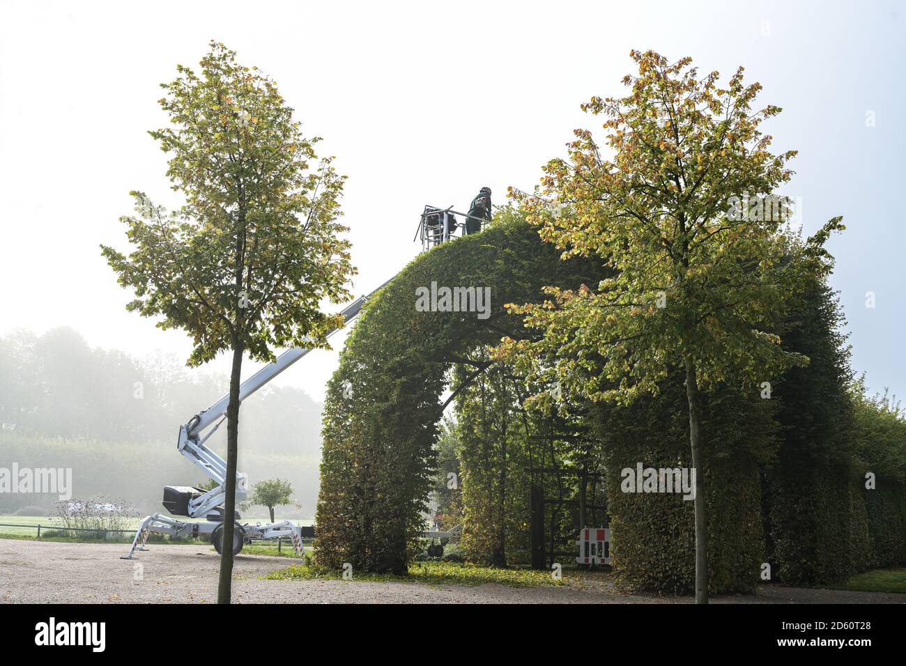 Der Gärtner trimmt die Hecke hoch oben auf der Laube oder der Arkade von der Hainbuche in einem großen Park an einem nebligen Morgen, ausgewähltem Fokus, der engen Tiefe des Feldes Stockfoto