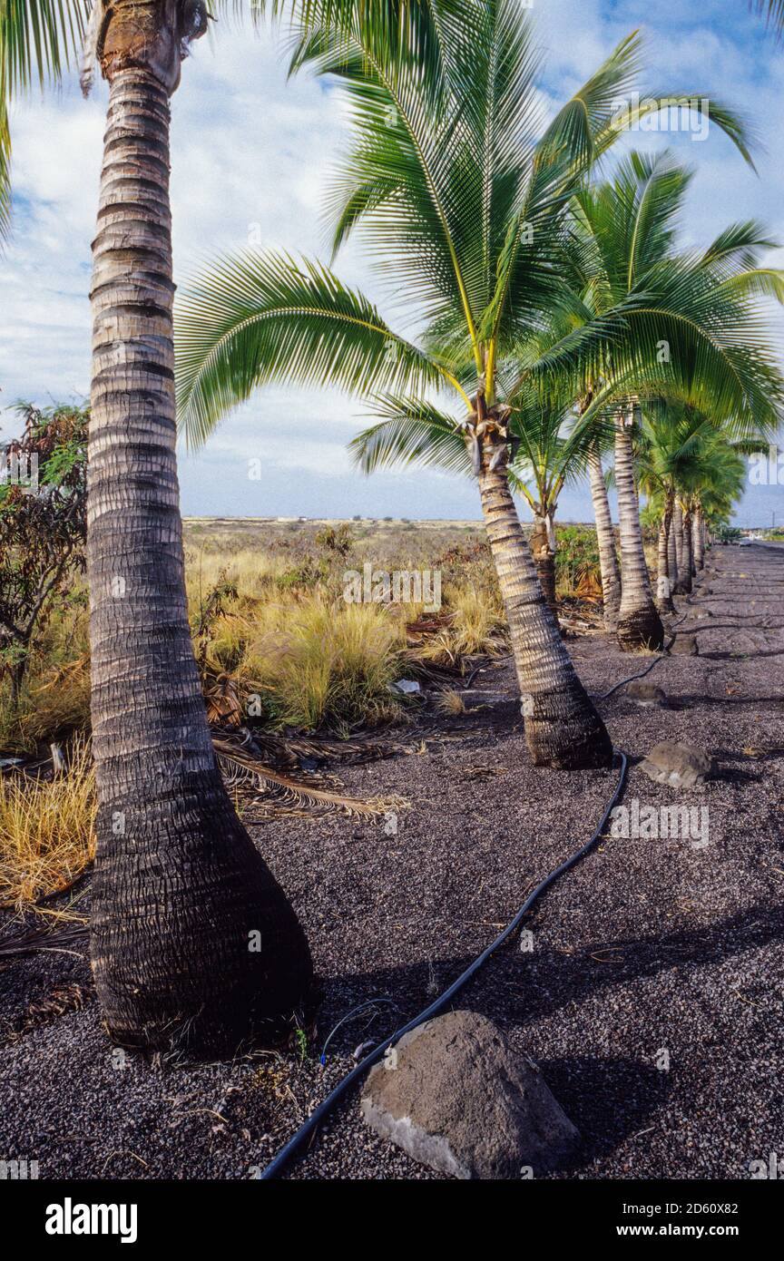 Honokohau, Hawaii, Big Island, USA. Tropfbewässerung an der Basis von Palmen. Stockfoto