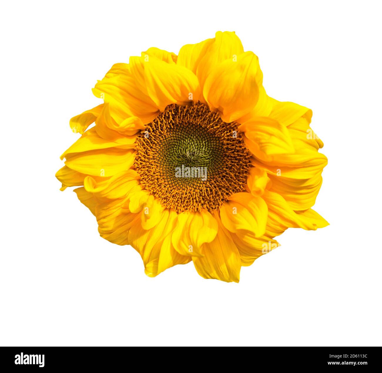 Sonnenblume isoliert auf Weiß. Nahaufnahme der gelben Sonnenblume Stockfoto
