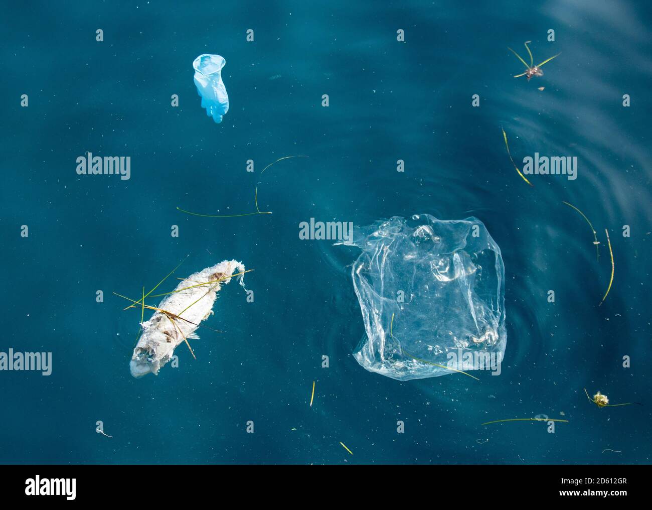 Toter Fisch, Gummihandschuh und Plastiktüte im Meer, Meer, Plastikverschmutzung. Stockfoto