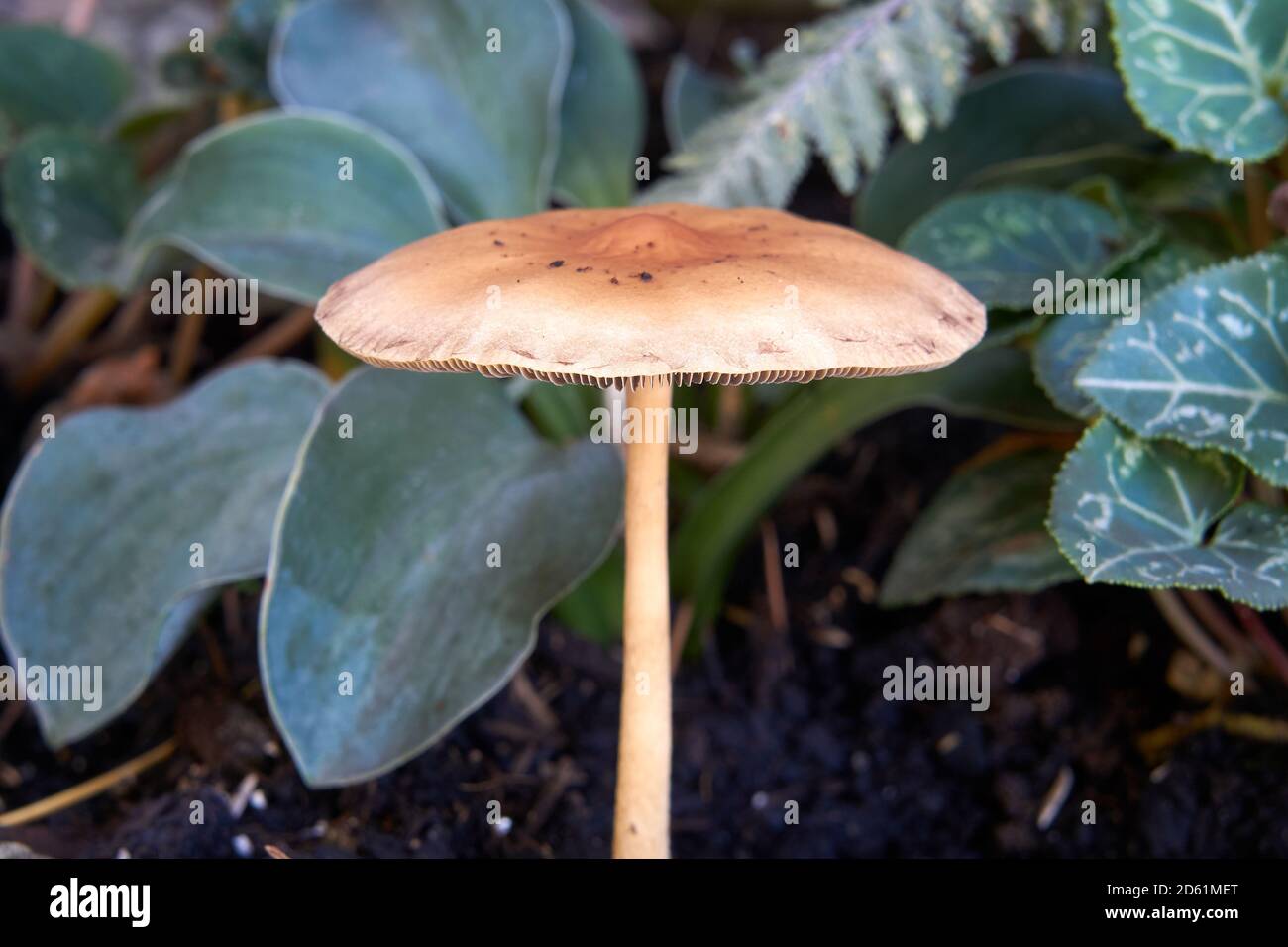 Nahaufnahme eines Fairy Ring Pilzens, der in einem Garten wächst, Vancouver, British Columbia, Kanada Stockfoto