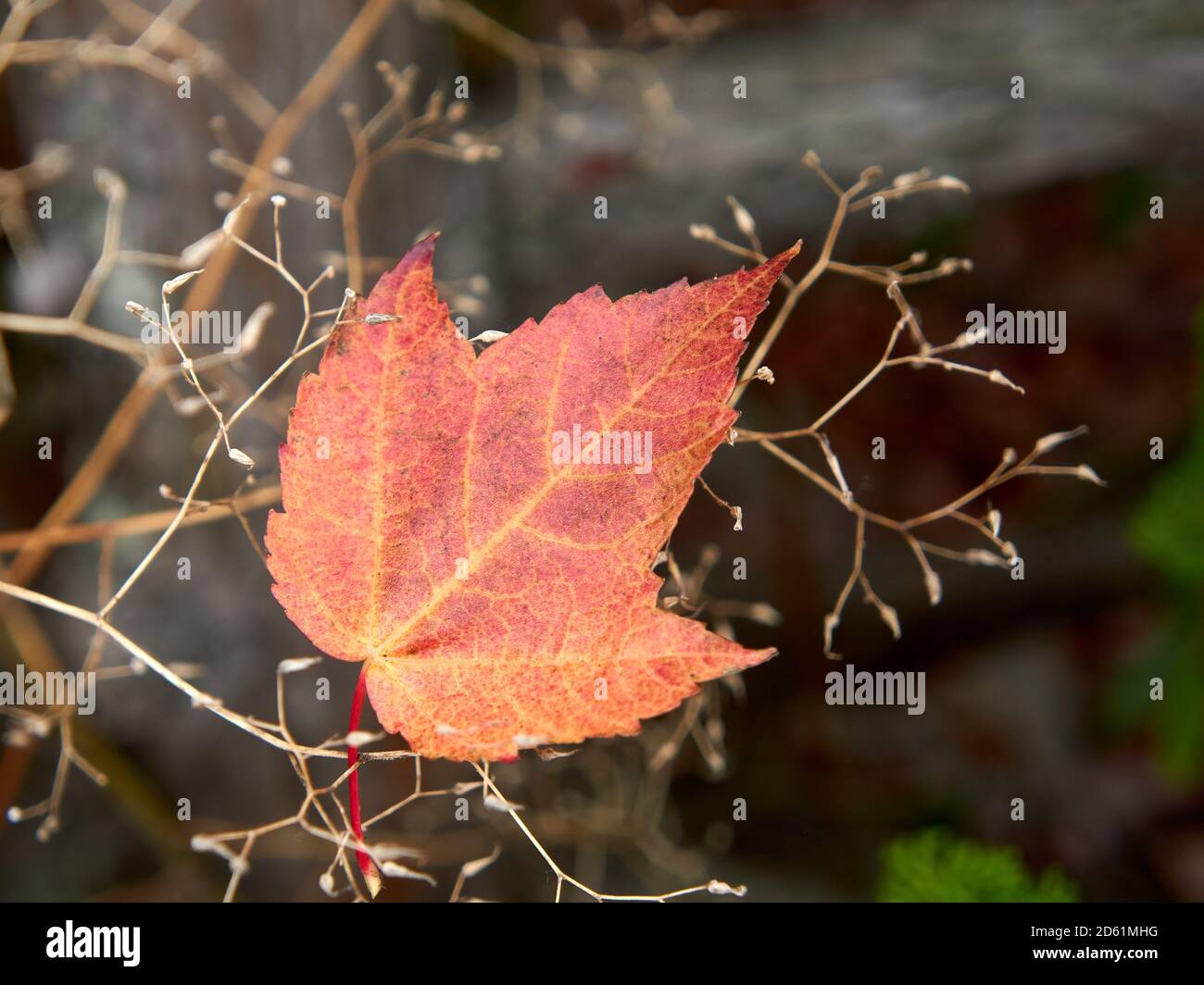 Nahaufnahme eines einzigen Wind geblasen roten Ahornblatt Acer rubrum im Herbst, Vancouver, British Columbia, Kanada Stockfoto