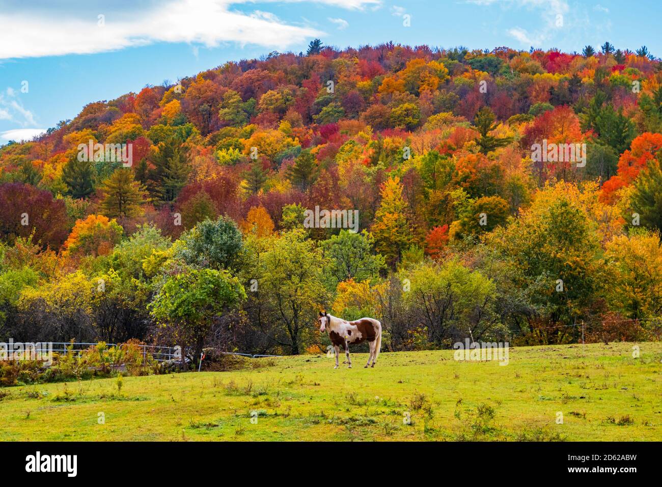 Braunes und weißes Pferd grasen auf dem Feld mit Hang in Helle Herbstfarben Stockfoto