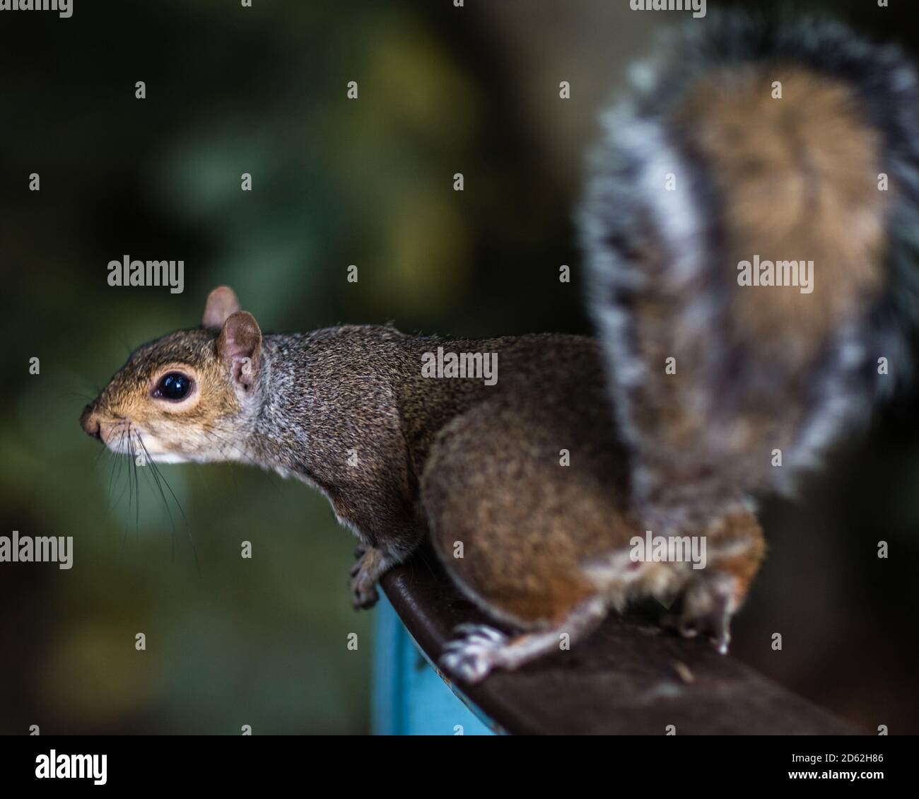 Ein süßes kleines Eichhörnchen scheint für ein Foto zu posieren Stockfoto Ein süßes kleines Eichhörnchen scheint für ein Foto zu posieren Stockfoto
