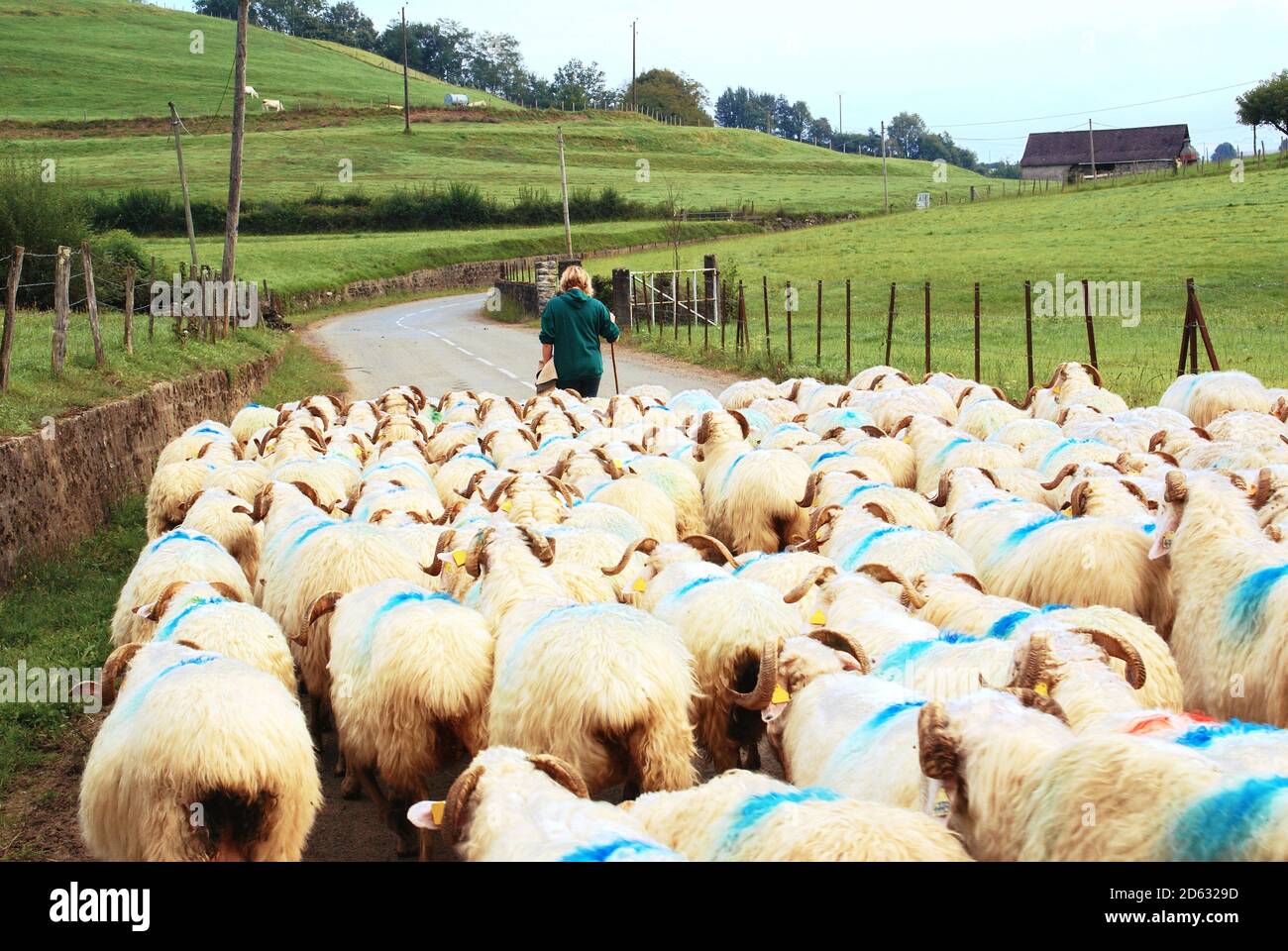 Herden von Schafen weiden. Stockfoto