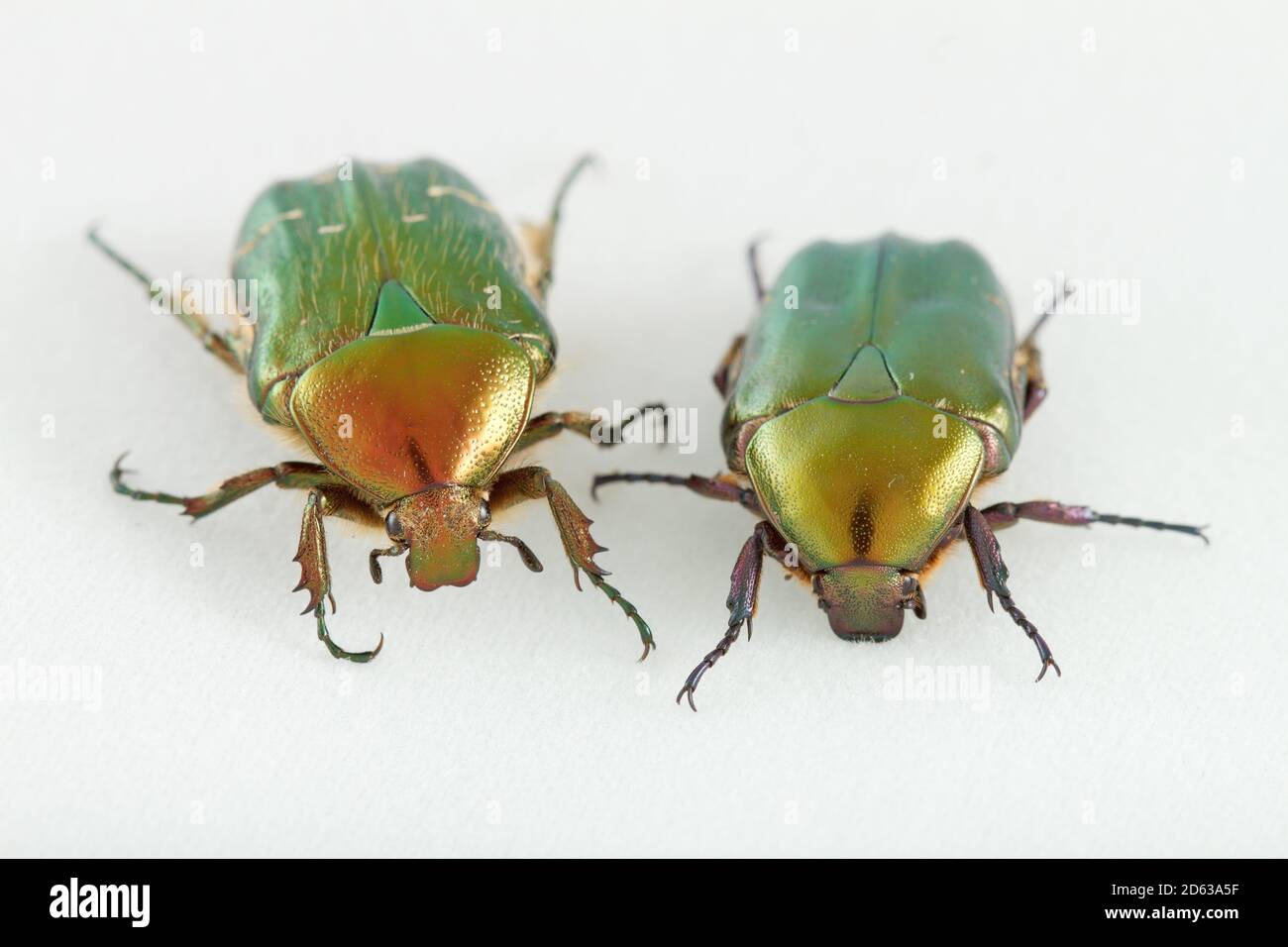 Rose chafer oder die grüne Rose chafer Cetonia aurata, die eine metallische strukturell gefärbte grüne, Makro-Foto mit einem weißen Hintergrund hat. Stockfoto