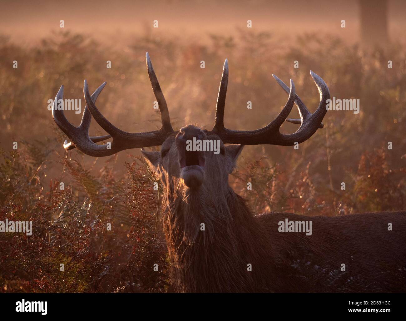 Rothirsch Hirsch in den frühen Morgenstunden Licht und Nebel brüllend während der jährlichen herbstlichen Furche. Stockfoto