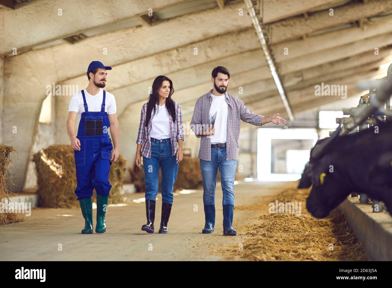 Junge Betriebsleiter und Arbeiter gehen entlang Ställe mit Fütterung Vieh in großer Scheune Stockfoto