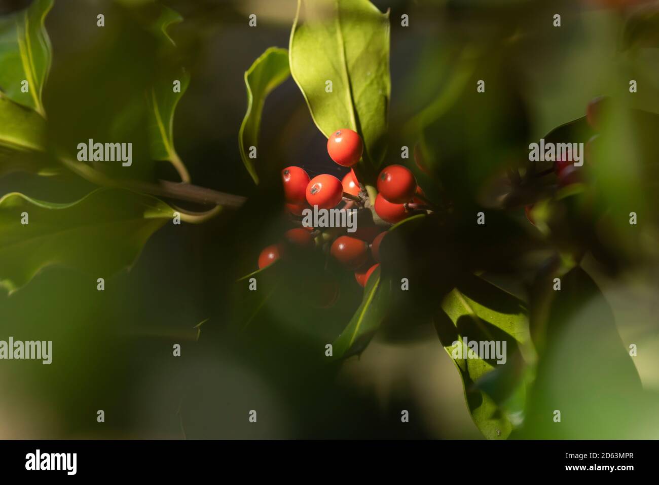 Wilde Stechpalme in ihrer natürlichen Umgebung, im Wald, mit seinen roten Beeren versteckt zwischen den Blättern, in der Nähe der kleinen Stadt Luesia, im oberen Bereich o Stockfoto