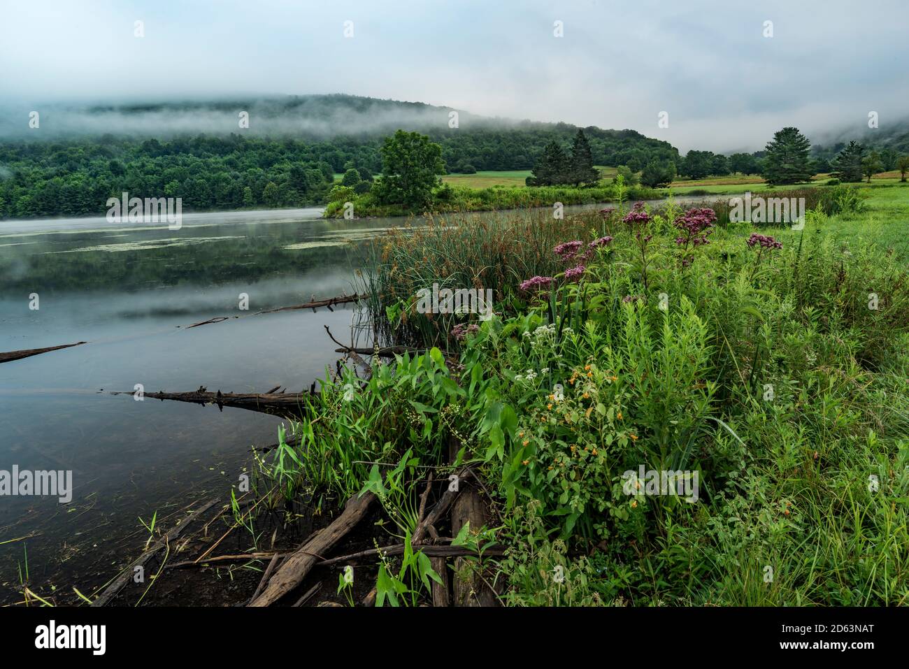 Wildblumen und Nebel auf Quaker Lake, Allegany State Park, Cattaraugus County, New York Stockfoto