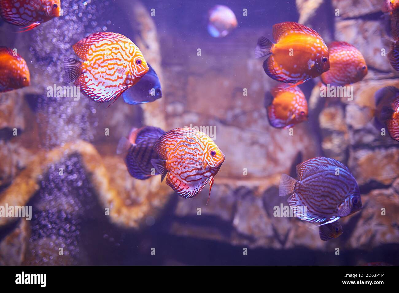 Fisch Aus Dem Amazonas Stockfotos und bilder Kaufen Alamy