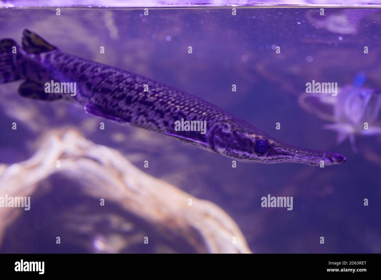 Nahaufnahme des Gefleckten (Lepisosteus oculatus) beim Schwimmen im Aquarium Stockfoto