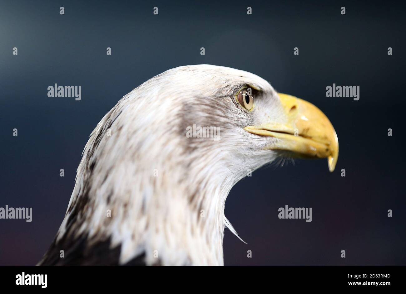 Crystal Palace Maskottchen Kayla der Adler Stockfoto