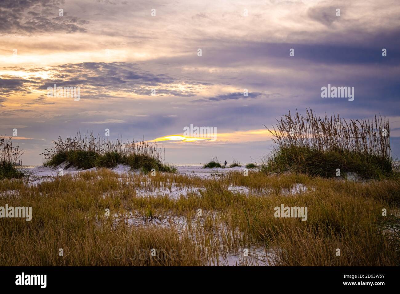 Grassy Dunes Stockfoto