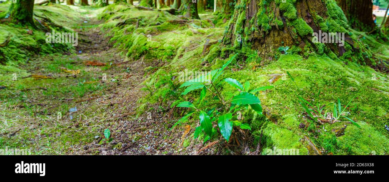 Grüne Baumstämme mit Moos auf natürlichem, grünem Hintergrund Stockfoto