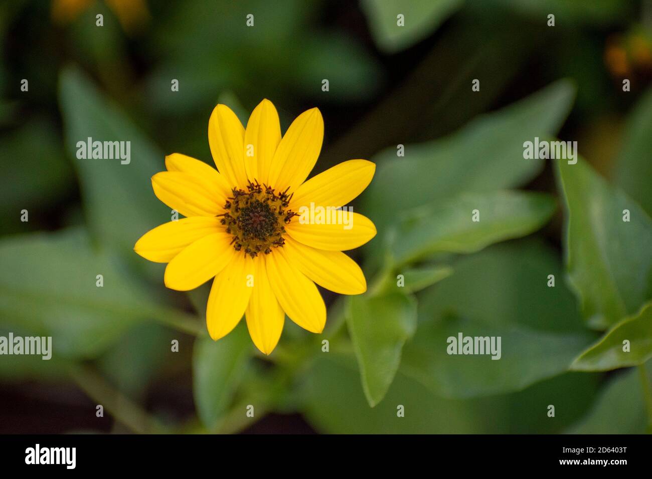 Zarte gelbe Blume im Garten des Nordufer-Parks Stockfoto