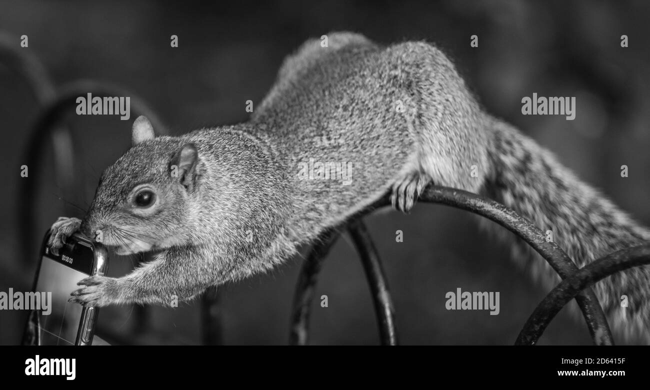 Ein verspieltes Eichhörnchen versucht mit einem Handy ein Foto zu machen. Stockfoto Ein verspieltes Eichhörnchen versucht mit einem Handy ein Foto zu machen. Stockfoto