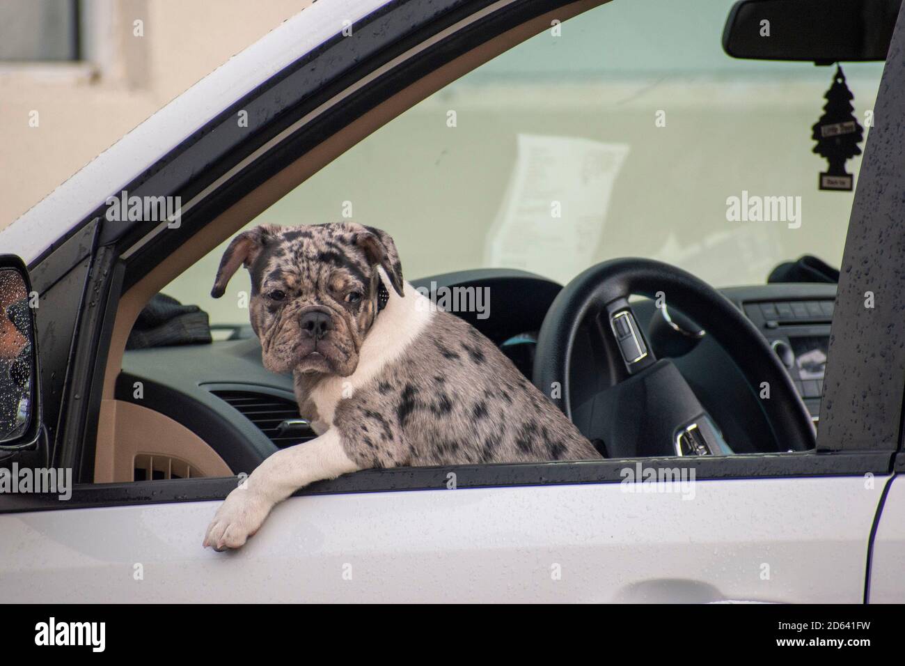 Der Hund wartet in einem Auto auf der Fahrerseite und schaut Für uns Stockfoto